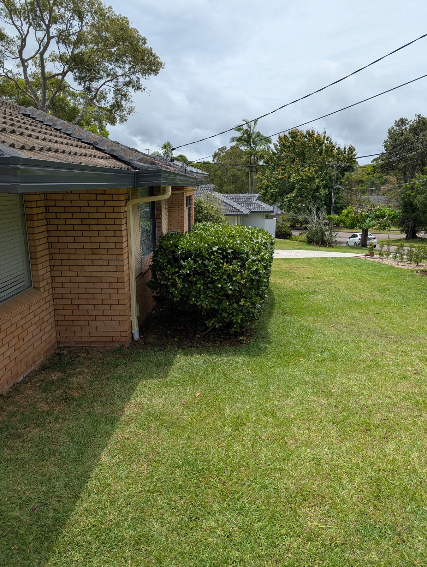 Hedge Frontage